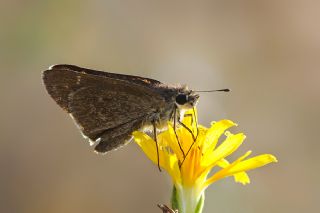 Nostrodamus&nbsp;(Gegenes&nbsp;nostrodamus )