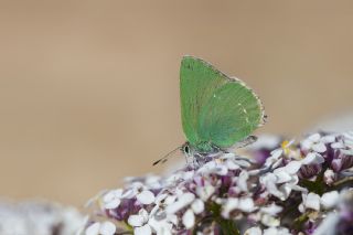 Zmrt (Callophrys rubi)