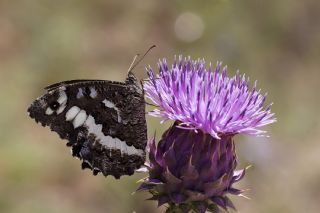 Kara Murat (Brintesia  circe)