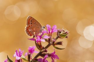 okgzl Meneke Mavisi (Polyommatus thersites)