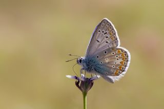 okgzl Meneke Mavisi (Polyommatus thersites)