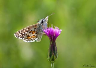 Sarbandl Zpzp (Pyrgus sidae)