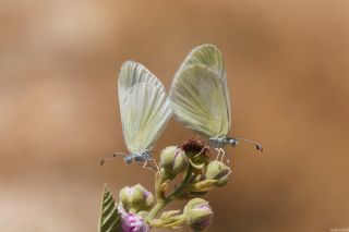Doulu Narin Orman Beyaz (Leptidea duponcheli)