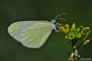 Doulu Narin Orman Beyaz (Leptidea duponcheli)