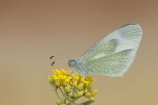 Doulu Narin Orman Beyaz (Leptidea duponcheli)