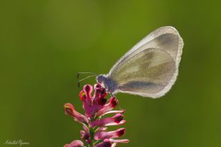 Doulu Narin Orman Beyaz (Leptidea duponcheli)