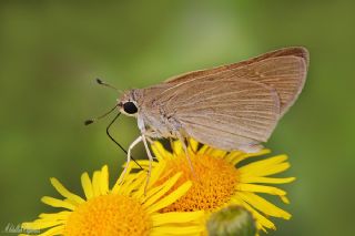 Beyaz illi Kara Zpzp (Pelopidas  thrax)