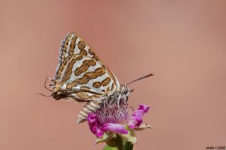 eytanck (Cigaritis acamas)