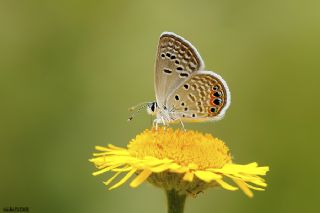 Mcevher Kelebei (Chilades trochylus)