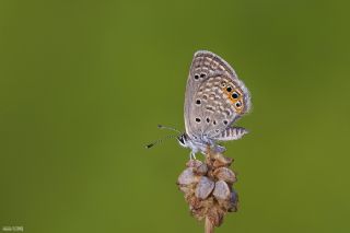 M�cevher Kelebe�i&nbsp;(Chilades&nbsp;trochylus)