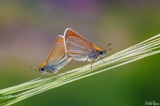 Sar Antenli Zpzp (Thymelicus sylvestris)