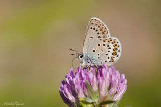 das Mavisi, Esmergz (Plebejus idas)