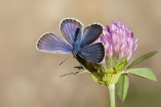 das Mavisi, Esmergz (Plebejus idas)