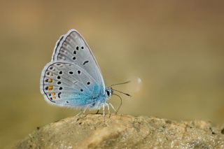 okgzl Amanda (Polyommatus amandus)