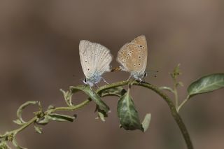 Anormal okgzl (Polyommatus admetus)