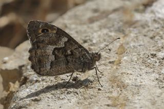 Anadolu Kzlmelei (Hipparchia pellucida)