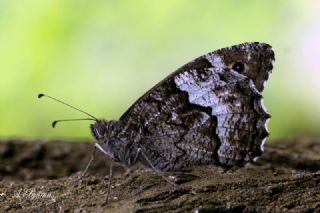 Byk Karamelek (Hipparchia syriaca)