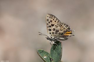 Akdeniz eytanc (Cigaritis cilissa)