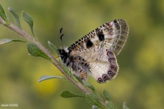Yalanc� Apollo&nbsp;(Archon&nbsp;apollinus)