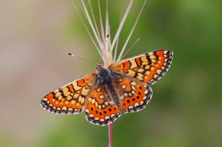 Gzel Nazuum (Euphydryas orientalis)