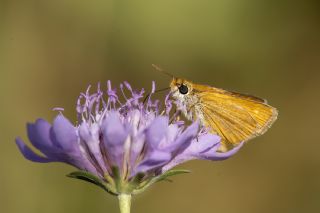 Sar� Lekeli Z�pz�p&nbsp;(Thymelicus&nbsp;acteon)