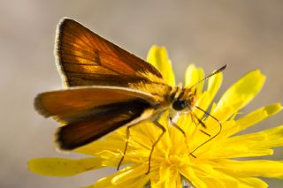 Sar Lekeli Zpzp (Thymelicus acteon)