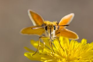 Sar Lekeli Zpzp (Thymelicus acteon)