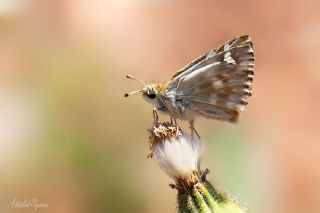 Mermer Zpzp (Carcharodus lavatherae)