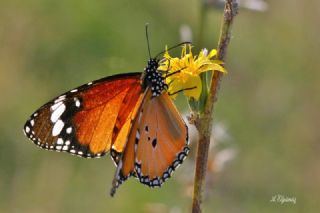 Sultan&nbsp;(Danaus&nbsp;chrysippus)