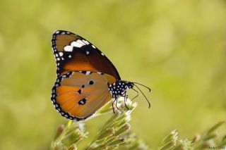 Sultan&nbsp;(Danaus&nbsp;chrysippus)