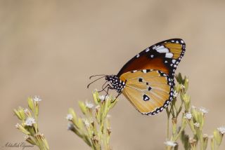 Sultan&nbsp;(Danaus&nbsp;chrysippus)