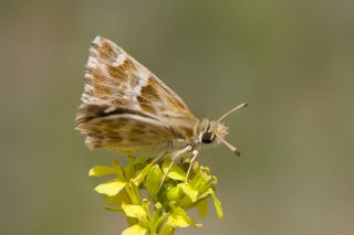 Cezayir Zpzp (Carcharodus stauderi)