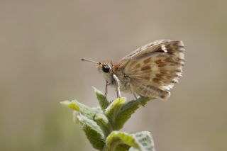 Cezayir Zpzp (Carcharodus stauderi)