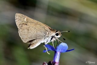 Alsides Zpzp (Eogenes alcides)
