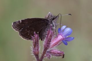 Kara Zpzp (Erynnis marloyi)