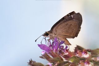 Kara Zpzp (Erynnis marloyi)