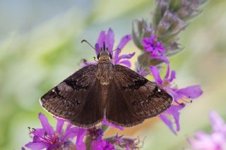 Kara Zpzp (Erynnis marloyi)