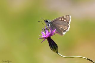 Suriye Z�pz�p�&nbsp;(Muschampia&nbsp;nomas)