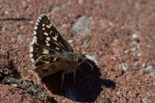 Gzel Zpzp (Pyrgus cinarae)