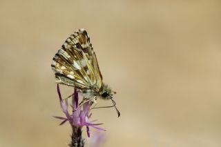 Ege Zpzp (Pyrgus melotis)