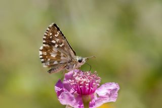 Ege Zpzp (Pyrgus melotis)