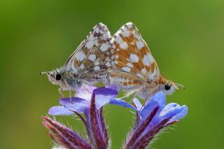 Kzl Zpzp (Spialia orbifer)