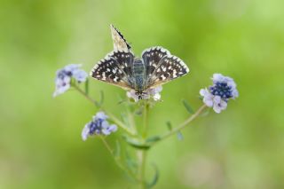 Kzl Zpzp (Spialia orbifer)