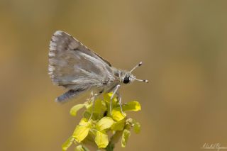 Mara Zpzp (Spialia osthelderi)