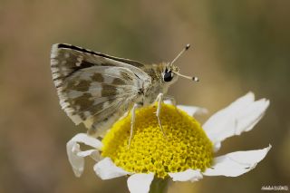 Acem Zpzp (Spialia phlomidis)