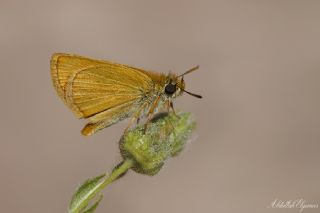 Yeni Zpzp (Thymelicus novus)