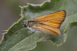 Sar Antenli Zpzp (Thymelicus sylvestris)