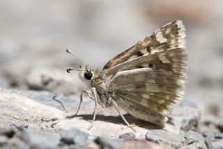 Benekli Zpzp (Muschampia plurimacula)
