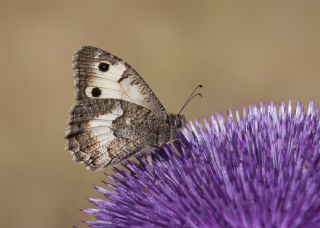 Anadolu Yalanccads (Pseudochazara anthelea)