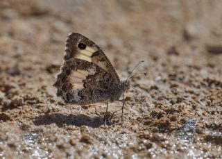 Anadolu Yalanccads (Pseudochazara anthelea)
